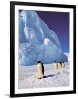 Emperor Penguins, Cape Darnley, Australian Antarctic Territory, Antarctica-Pete Oxford-Framed Photographic Print