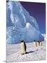 Emperor Penguins, Cape Darnley, Australian Antarctic Territory, Antarctica-Pete Oxford-Mounted Photographic Print