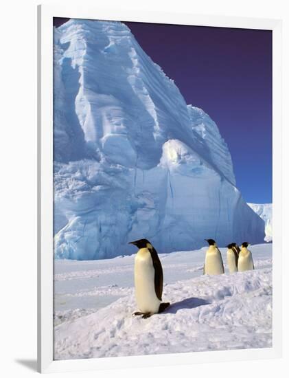 Emperor Penguins, Cape Darnley, Australian Antarctic Territory, Antarctica-Pete Oxford-Framed Photographic Print