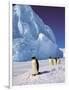 Emperor Penguins, Cape Darnley, Australian Antarctic Territory, Antarctica-Pete Oxford-Framed Photographic Print