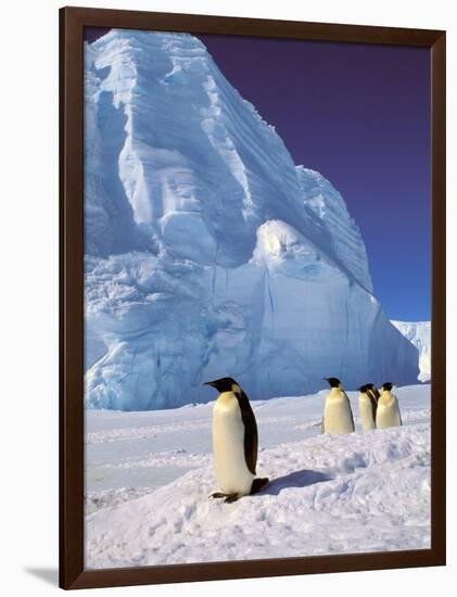 Emperor Penguins, Cape Darnley, Australian Antarctic Territory, Antarctica-Pete Oxford-Framed Photographic Print