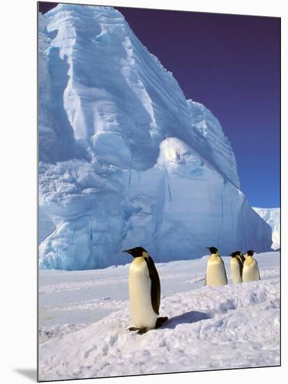 Emperor Penguins, Cape Darnley, Australian Antarctic Territory, Antarctica-Pete Oxford-Mounted Photographic Print
