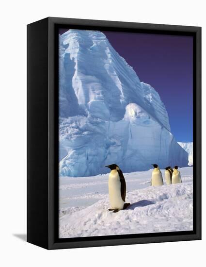 Emperor Penguins, Cape Darnley, Australian Antarctic Territory, Antarctica-Pete Oxford-Framed Stretched Canvas