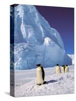 Emperor Penguins, Cape Darnley, Australian Antarctic Territory, Antarctica-Pete Oxford-Stretched Canvas