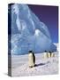 Emperor Penguins, Cape Darnley, Australian Antarctic Territory, Antarctica-Pete Oxford-Stretched Canvas