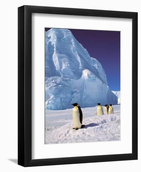 Emperor Penguins, Cape Darnley, Australian Antarctic Territory, Antarctica-Pete Oxford-Framed Premium Photographic Print