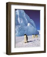 Emperor Penguins, Cape Darnley, Australian Antarctic Territory, Antarctica-Pete Oxford-Framed Photographic Print