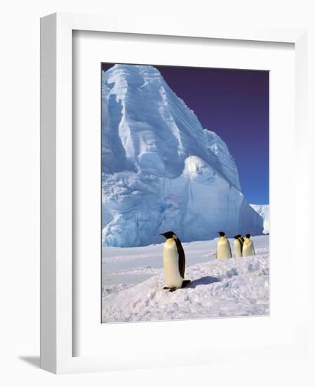 Emperor Penguins, Cape Darnley, Australian Antarctic Territory, Antarctica-Pete Oxford-Framed Photographic Print