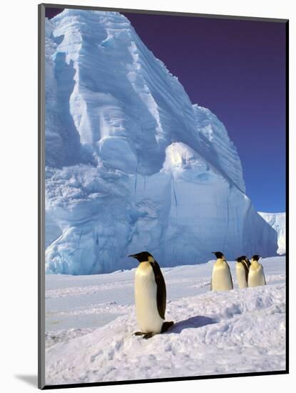 Emperor Penguins, Cape Darnley, Australian Antarctic Territory, Antarctica-Pete Oxford-Mounted Photographic Print