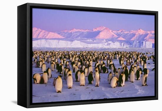 Emperor Penguins Colony on Ice, Pink Light-null-Framed Stretched Canvas
