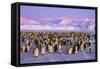 Emperor Penguins Colony on Ice, Pink Light-null-Framed Stretched Canvas