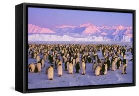 Emperor Penguins Colony on Ice, Pink Light-null-Framed Stretched Canvas