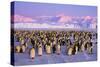 Emperor Penguins Colony on Ice, Pink Light-null-Stretched Canvas