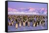 Emperor Penguins Colony on Ice, Pink Light-null-Framed Stretched Canvas