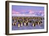 Emperor Penguins Colony on Ice, Pink Light-null-Framed Premium Photographic Print