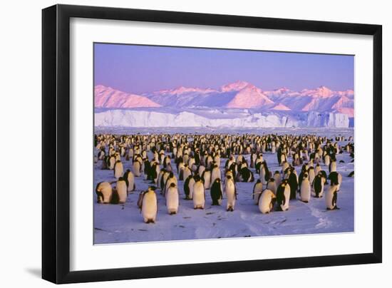 Emperor Penguins Colony on Ice, Pink Light-null-Framed Premium Photographic Print