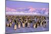 Emperor Penguins Colony on Ice, Pink Light-null-Mounted Premium Photographic Print