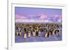 Emperor Penguins Colony on Ice, Pink Light-null-Framed Premium Photographic Print