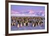 Emperor Penguins Colony on Ice, Pink Light-null-Framed Premium Photographic Print