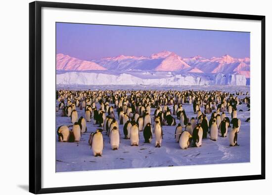 Emperor Penguins Colony on Ice, Pink Light-null-Framed Photographic Print