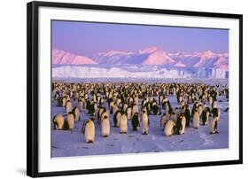 Emperor Penguins Colony on Ice, Pink Light-null-Framed Photographic Print