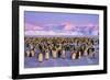 Emperor Penguins Colony on Ice, Pink Light-null-Framed Photographic Print