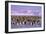 Emperor Penguins Colony on Ice, Pink Light-null-Framed Photographic Print