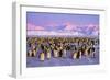 Emperor Penguins Colony on Ice, Pink Light-null-Framed Photographic Print