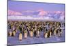 Emperor Penguins Colony on Ice, Pink Light-null-Mounted Photographic Print