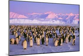 Emperor Penguins Colony on Ice, Pink Light-null-Mounted Photographic Print