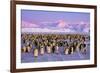 Emperor Penguins Colony on Ice, Pink Light-null-Framed Photographic Print