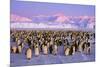 Emperor Penguins Colony on Ice, Pink Light-null-Mounted Photographic Print