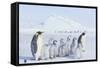 Emperor Penguins Covered in Snow-DLILLC-Framed Stretched Canvas