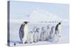Emperor Penguins Covered in Snow-DLILLC-Stretched Canvas