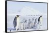 Emperor Penguins Covered in Snow-DLILLC-Framed Stretched Canvas