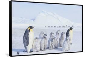 Emperor Penguins Covered in Snow-DLILLC-Framed Stretched Canvas