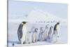 Emperor Penguins Covered in Snow-DLILLC-Stretched Canvas