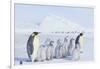 Emperor Penguins Covered in Snow-DLILLC-Framed Photographic Print