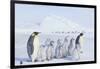 Emperor Penguins Covered in Snow-DLILLC-Framed Photographic Print