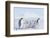 Emperor Penguins Covered in Snow-DLILLC-Framed Photographic Print