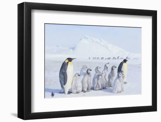 Emperor Penguins Covered in Snow-DLILLC-Framed Photographic Print