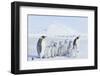 Emperor Penguins Covered in Snow-DLILLC-Framed Photographic Print