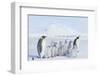 Emperor Penguins Covered in Snow-DLILLC-Framed Photographic Print