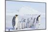 Emperor Penguins Covered in Snow-DLILLC-Mounted Photographic Print
