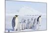 Emperor Penguins Covered in Snow-DLILLC-Mounted Photographic Print