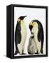 Emperor Penguins Feeding Chick-John Conrad-Framed Stretched Canvas