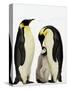 Emperor Penguins Feeding Chick-John Conrad-Stretched Canvas