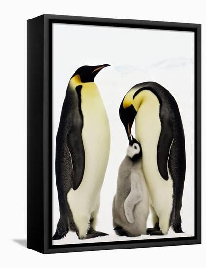 Emperor Penguins Feeding Chick-John Conrad-Framed Stretched Canvas