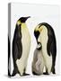 Emperor Penguins Feeding Chick-John Conrad-Stretched Canvas