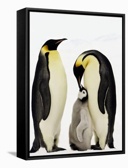 Emperor Penguins Feeding Chick-John Conrad-Framed Stretched Canvas